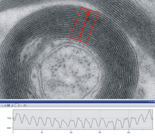 LineProfile_Applied