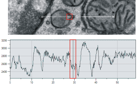 LineProfile_DiagramPicture_EM